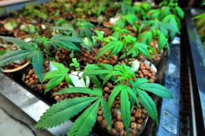 hydro marijuana plants
