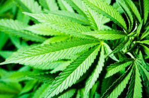 Marijuana-Legalization.jpg