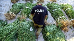 Marijuana Plants and Police
