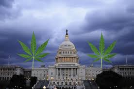 DC marijuana
