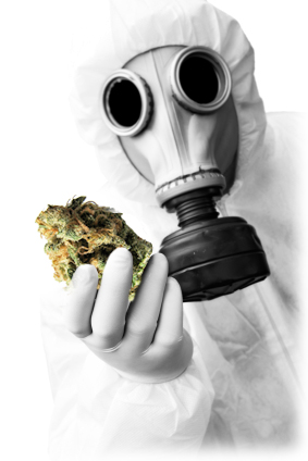 pesticides-marijuana