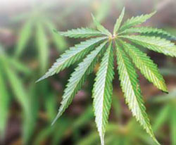 Marijuana Plant Leaf
