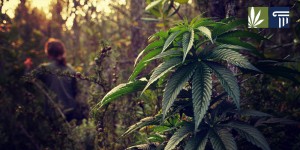 Problems in California for medical marijuana