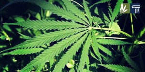 Marijuana Ohio