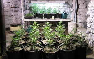 Growing Marijuana Plants