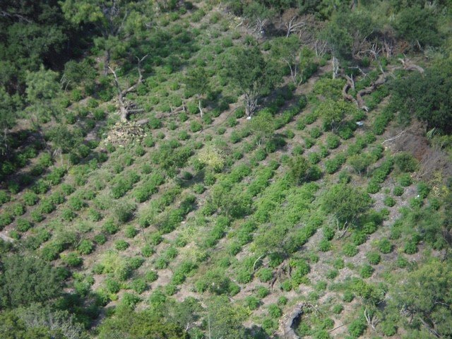 Large marijuana field raided by game wardens in West Texas, July 2016