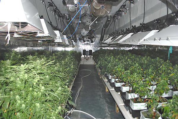Marijuana grow house