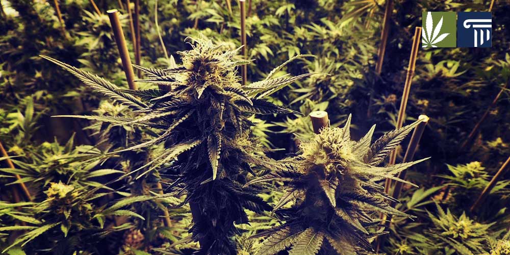 marijuana cultivation michigan