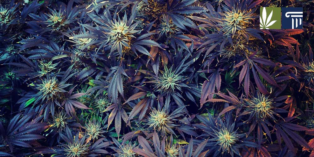 marijuana legalization red states
