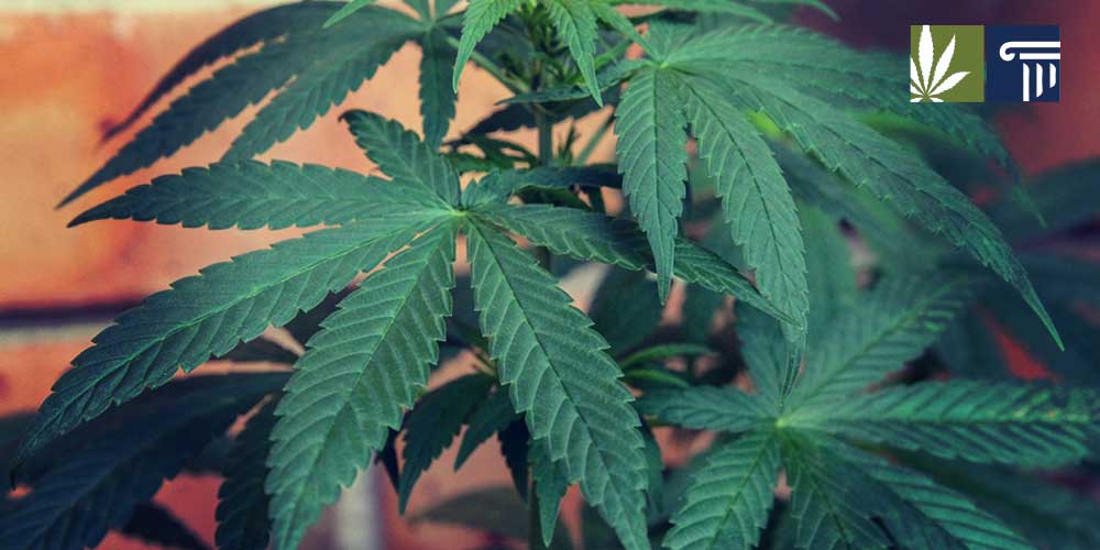 Tennessee pushing medical marijuana legalization