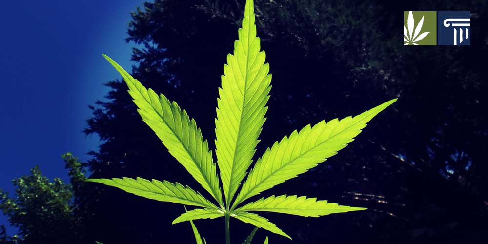 minnesota marijuana legalization bill introduced