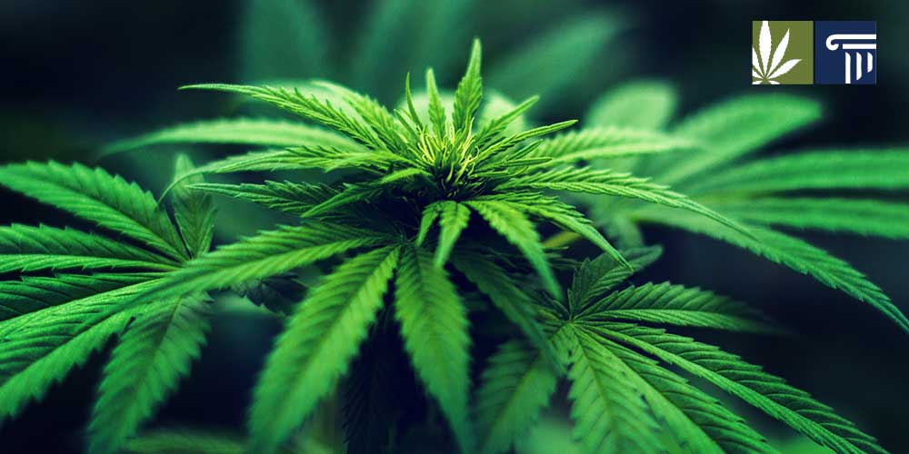 tennessee medical marijuana postponed 2020