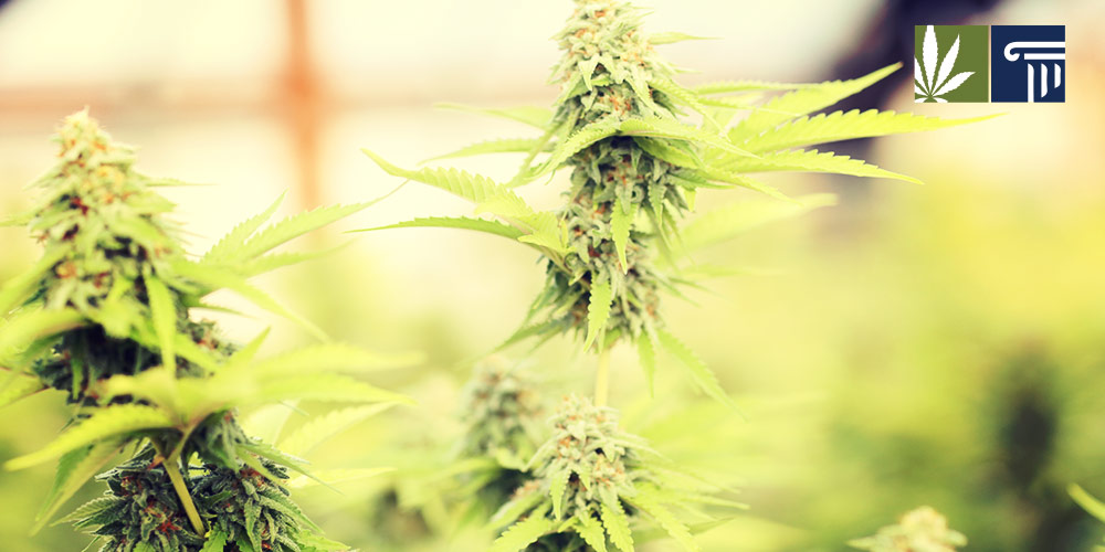 Washington s Cannabis 2 0 : What Does The Future Hold? Marijuana and