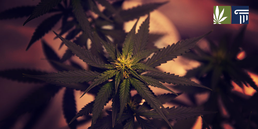 new hampshire cannabis home grow bills