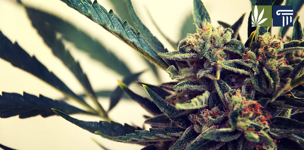 ohio cannabis decriminalization 200 grams