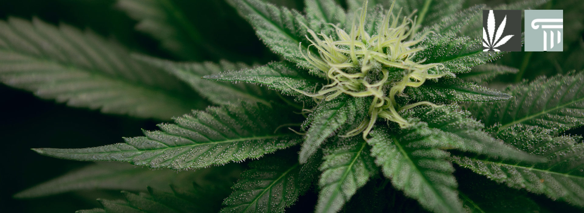 cannabis legalization wyoming