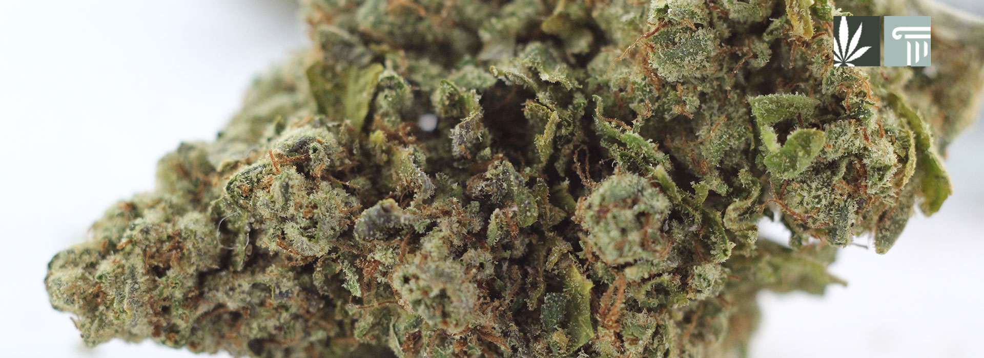 Montana legalizes marijuana