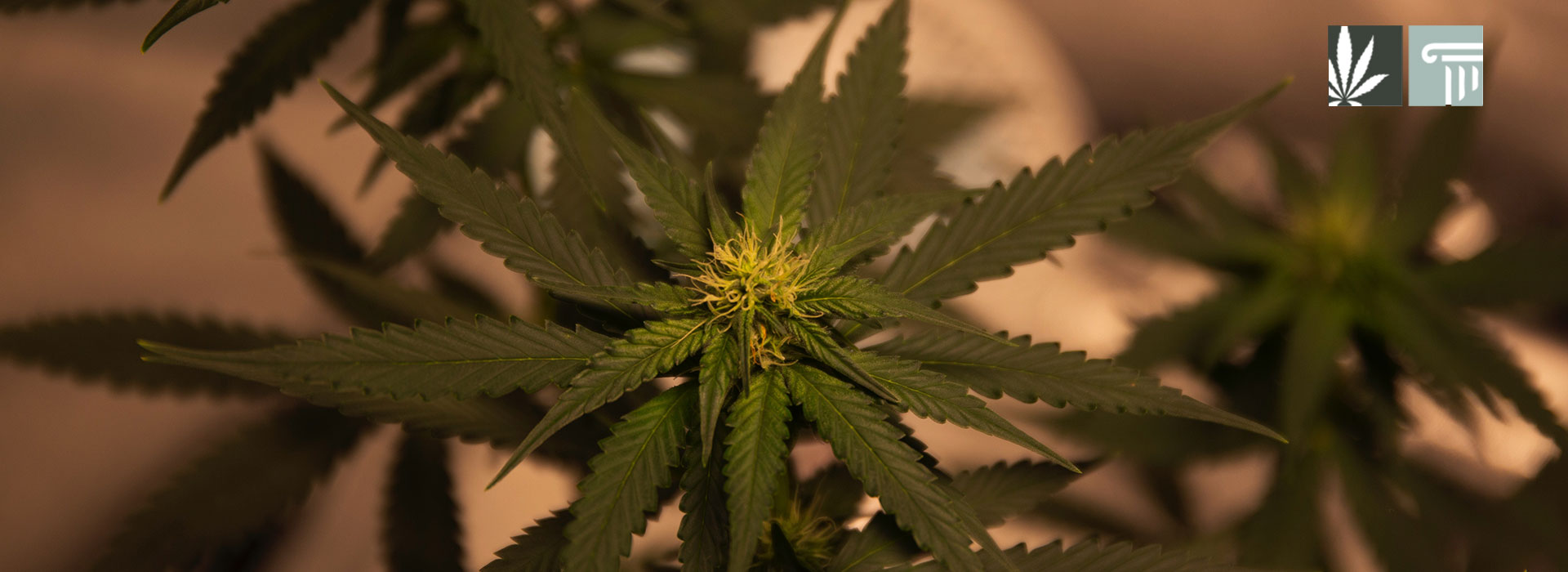 chuck schumer federal marijuana legalization