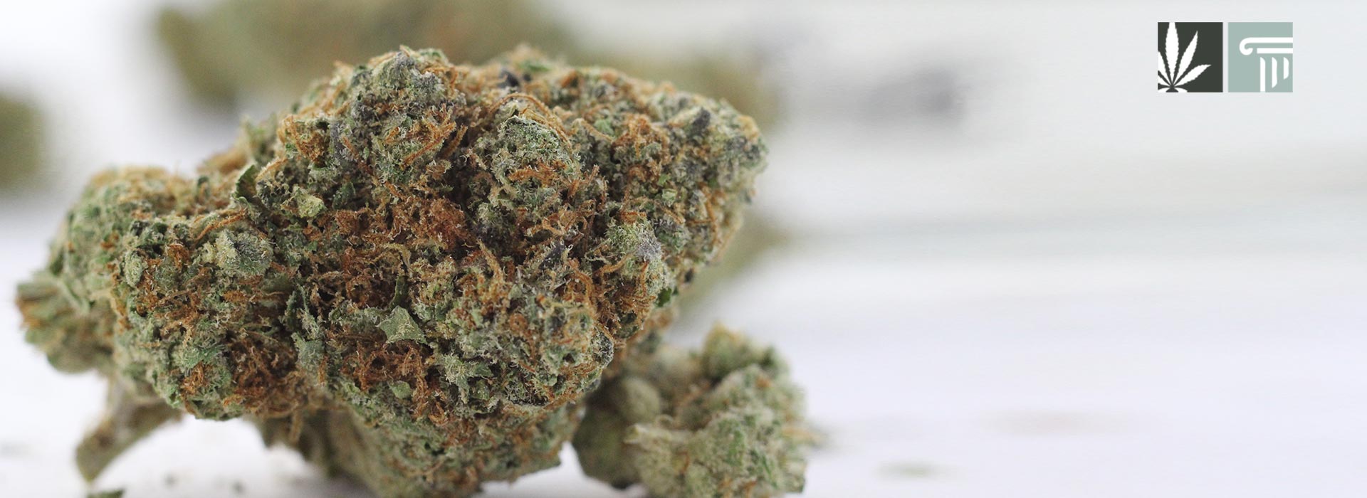 yland support marijuana legalization