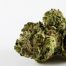 north carolina legalize medical marijuana