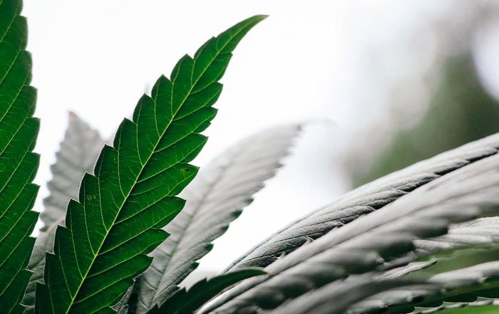 minnesota voters want legal marijuana