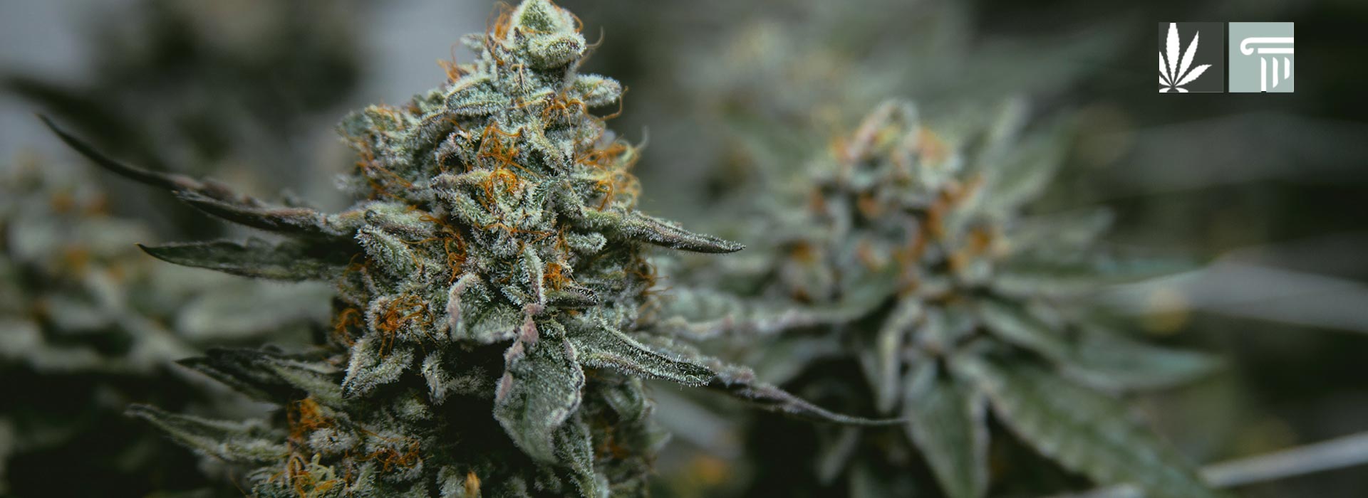 south dakota medical marijuana home grow