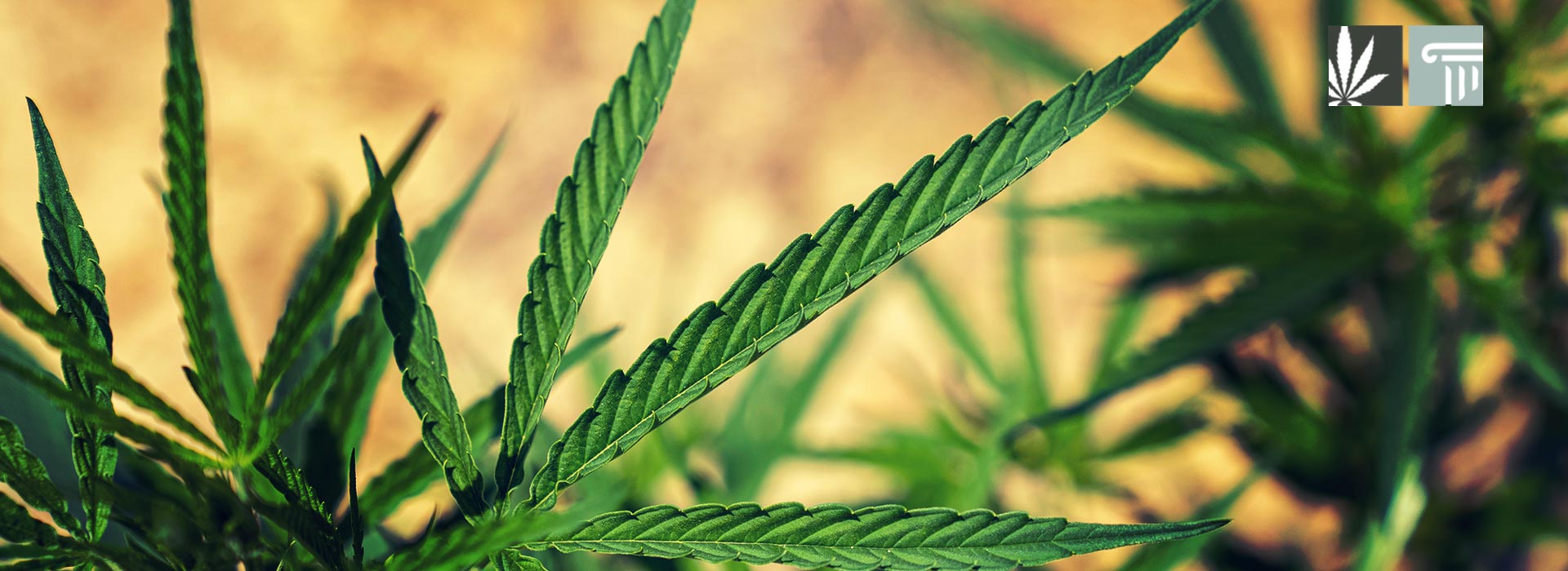 delaware marijuana legalization bill