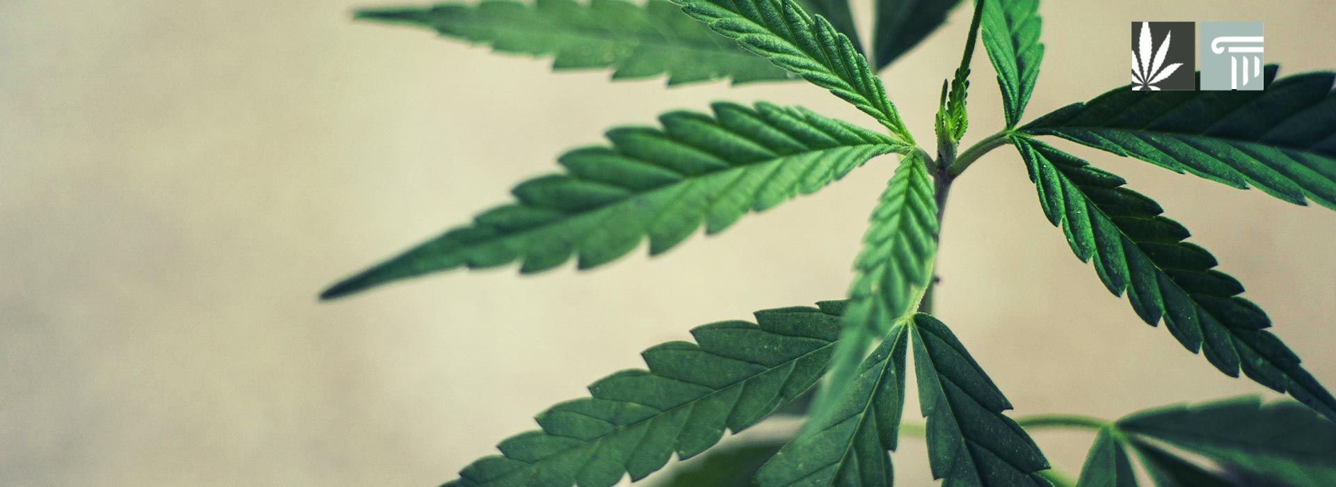 minnesota marijuana legalization