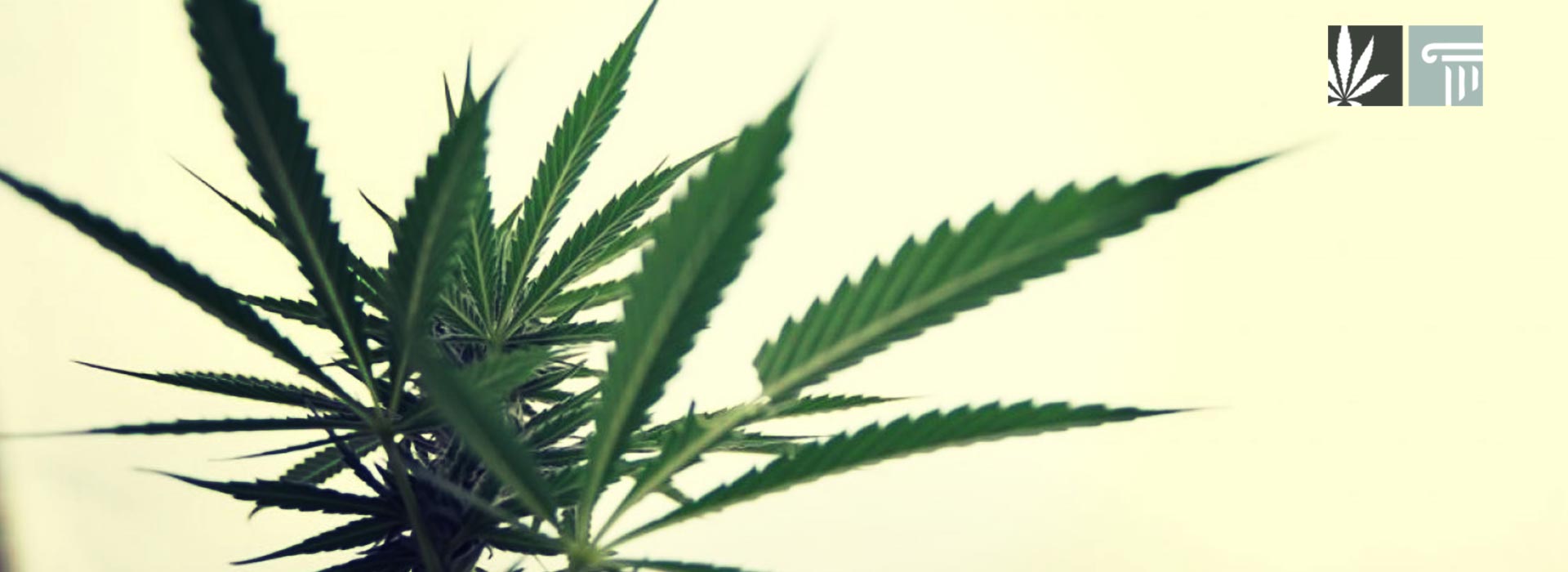 missouri marijuana legalization expungement