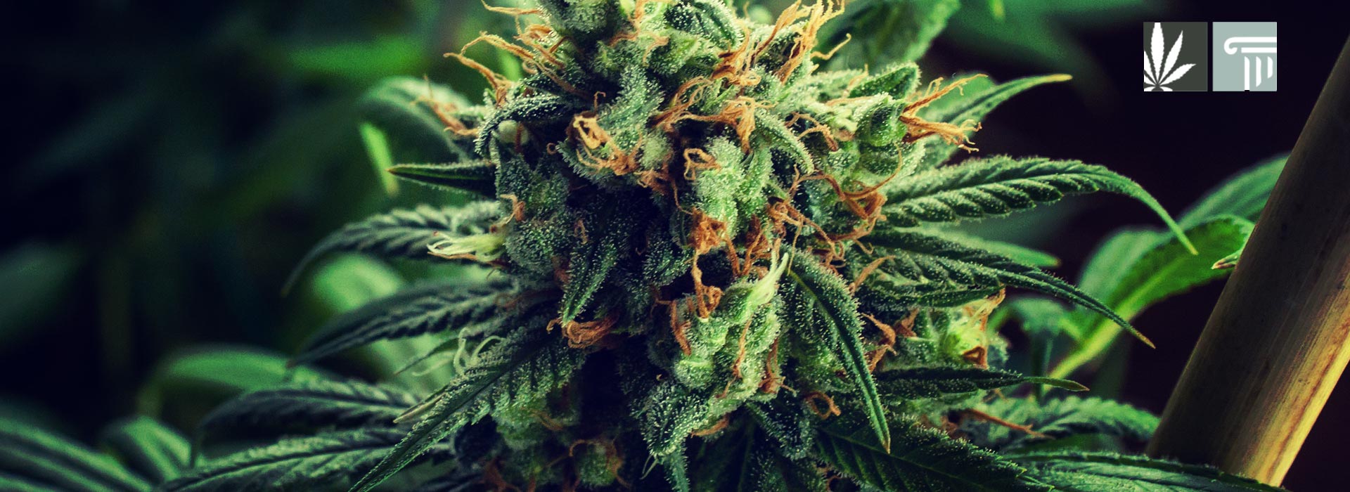 marijuana legalization efforts delaware maryland