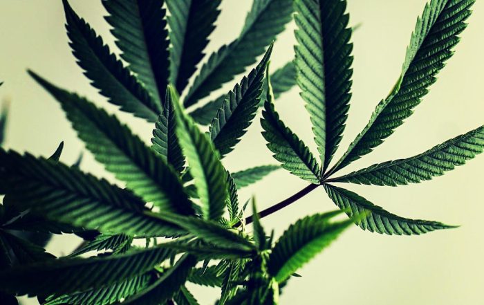 Maryland Marijuana Legalization November Ballot