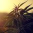 schumer federal cannabis legalization