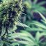 Illinois Closes Marijuana Expungement Loophole
