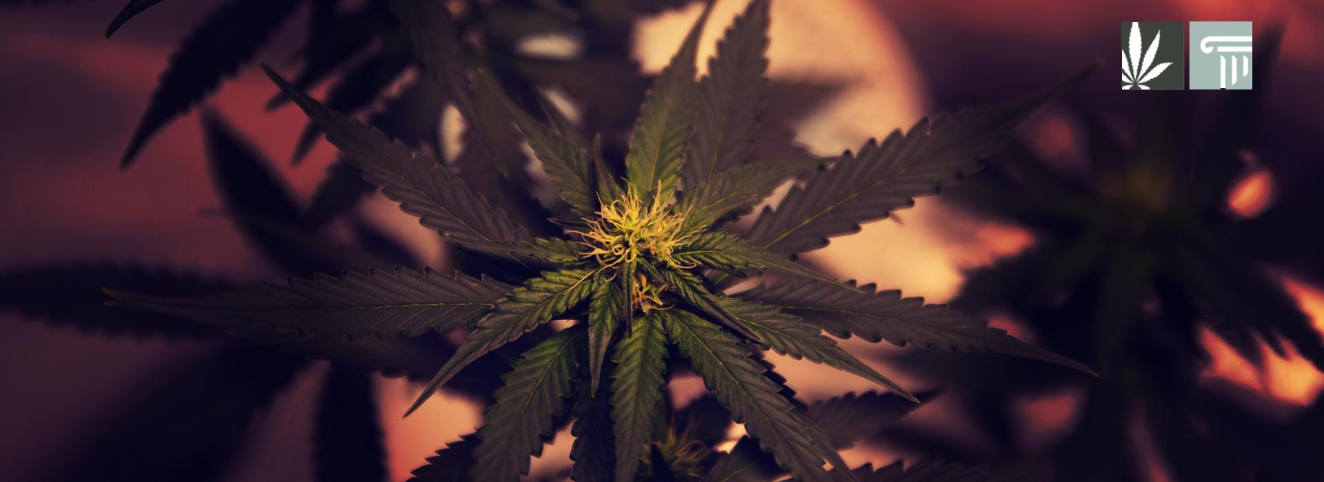 delaware governor vetoes marijuana decriminalization measure