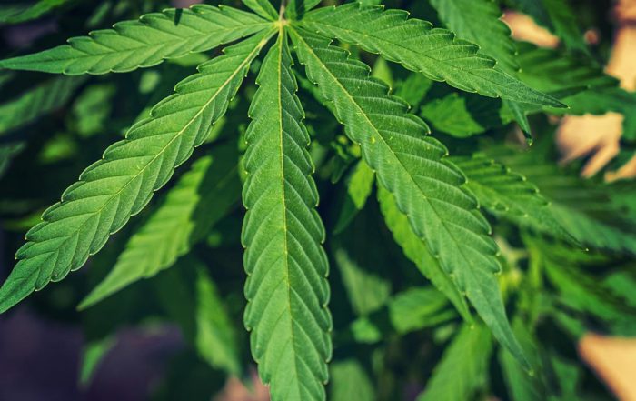 Changes to Virginia Marijuana Laws Effective July 1