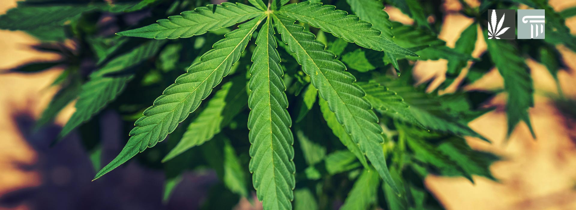 Changes to Virginia Marijuana Laws Effective July 1