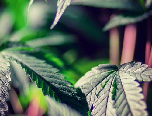 New Florida Marijuana Legalization Initiative Filed for 2024