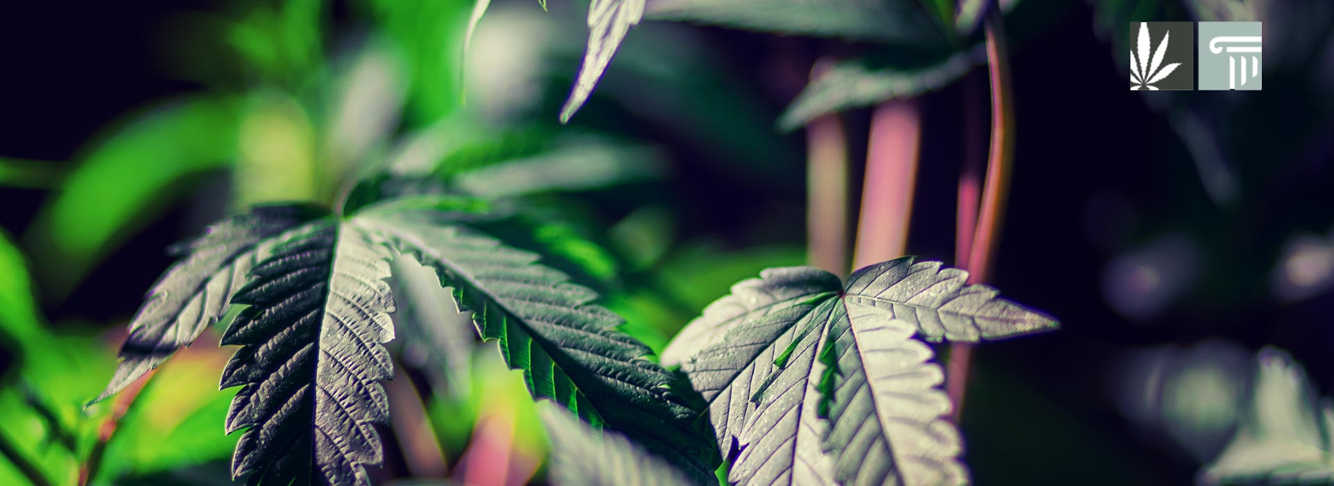 New Florida Marijuana Legalization Initiative Filed for 2024