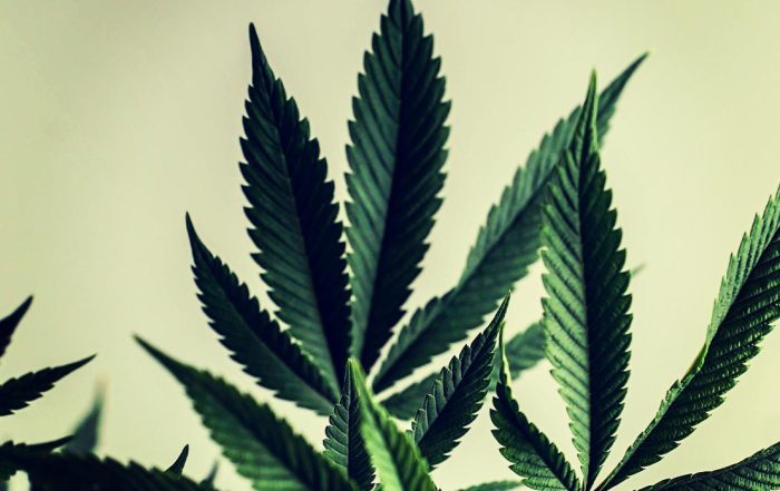 North Dakota Reform Activists Submit Signatures for Cannabis Legalization Ballot Initiative