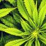 schuymer federal bill reschedule cannabis