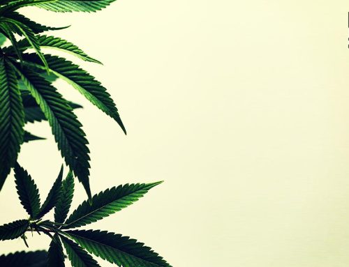 Missouri and Maryland Voters Approve Recreational Marijuana Legalization