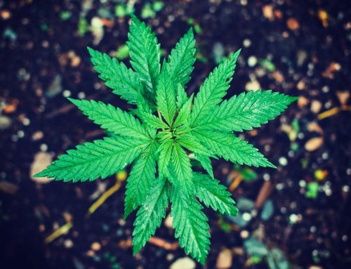 New York Cannabis Cultivation Laws