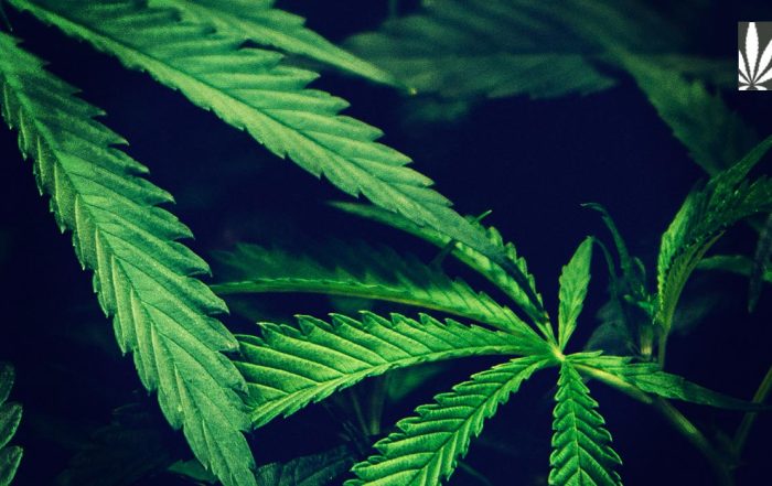 Oregon Pardon Low-Level Cannabis Convictions