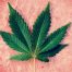 maryland legalizes marijuana