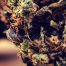 Minnesota Legalizes Cannabis