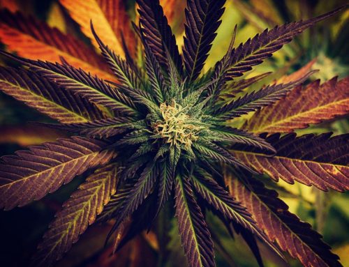 PA Senators Introduce Marijuana Legalization Bill