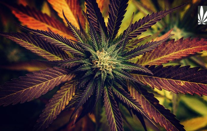 Pennsylvania Marijuana Legalization Bill