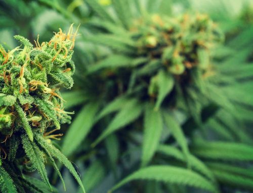 Connecticut Legalizes Home Cultivation of Marijuana