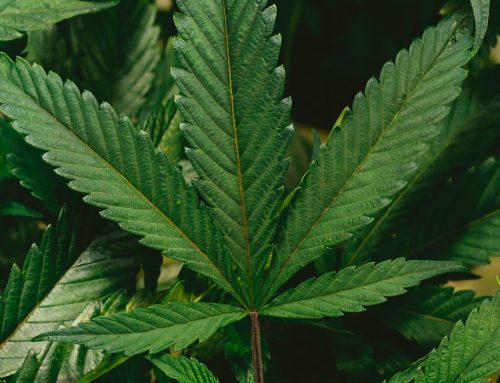New Hampshire Gov Signs Bill to Prepare Marijuana Legalization Legislation