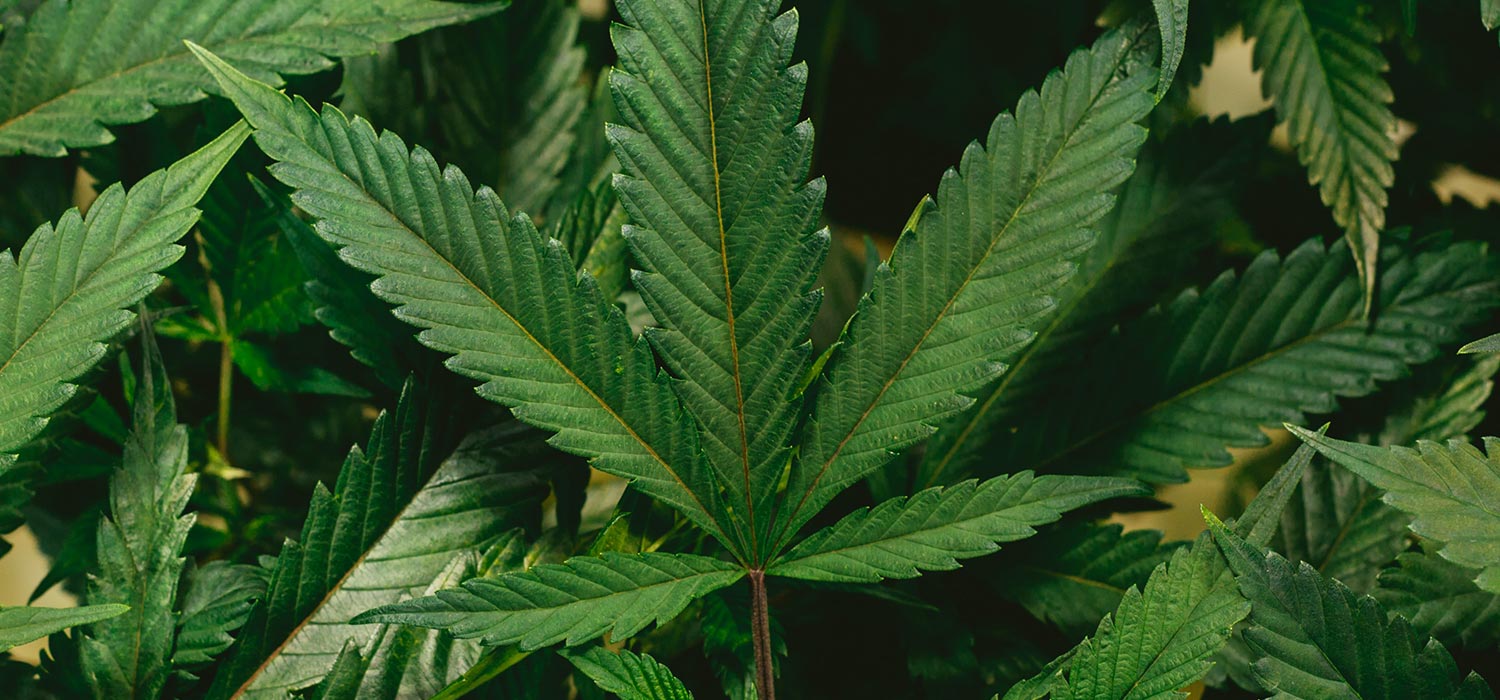 New Hampshire Gov Signs Bill to Prepare Marijuana Legalization Legislation
